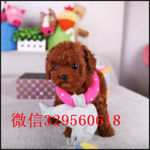 铁岭哪里有卖精品茶杯犬红色.咖啡色.玩具体.