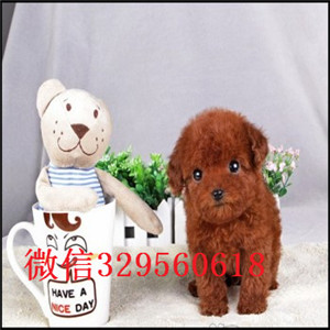  北京哪里有纯种茶杯出售_茶杯犬能长多大茶杯