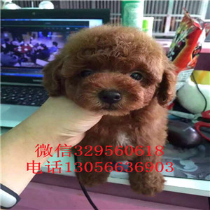  扬州哪里有纯种茶杯出售_茶杯犬能长多大纯种