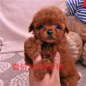  大连哪里有卖纯种茶杯犬茶杯泰迪多少钱一只