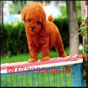  上海南汇区哪里有泰迪卖 上海南汇区纯种小体