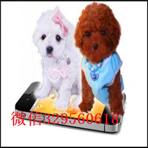 河南焦作泰迪出售 泰迪多少钱 灰色泰迪出售 