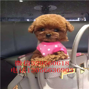  长治哪里有纯种茶杯出售茶杯泰迪多少钱一只