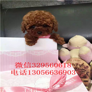  佳木斯哪里有卖茶杯犬专业繁殖犬舍_茶杯犬能长多大纯种茶杯犬多少钱一只包纯种健康的茶杯犬