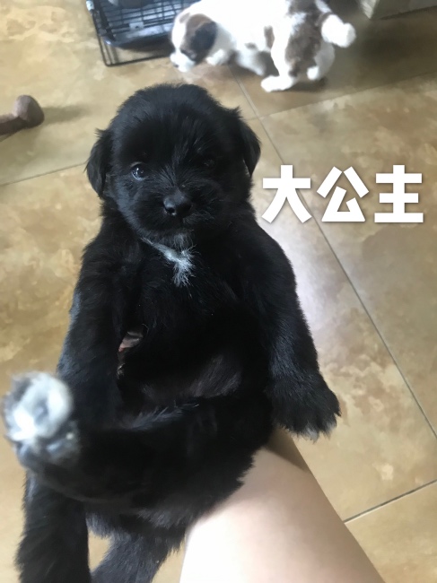 7月1日出生满月泰迪串串找主人