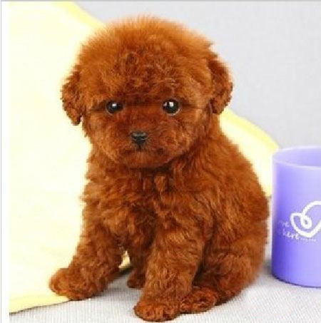 深圳买茶杯犬 深圳哪里有卖泰迪熊 茶杯泰迪熊