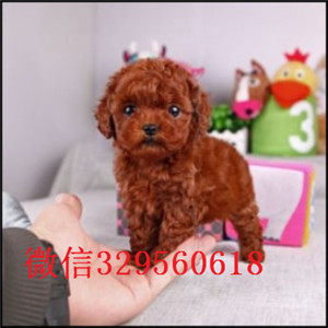  攀枝花哪里有纯种茶杯出售茶杯犬能长多大茶杯犬灰泰迪.茶杯犬好养吗