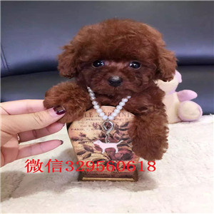  丽江哪里卖茶杯犬多少钱茶杯犬能长多大茶杯