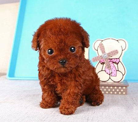 深圳买茶杯犬价格 深圳哪里有卖泰迪熊 泰迪熊