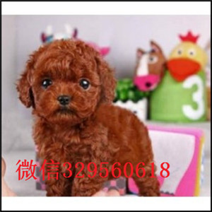  攀枝花哪里有纯种茶杯出售茶杯犬能长多大茶杯犬灰泰迪.茶杯犬好养吗