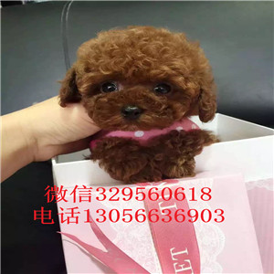  南昌哪里能买到纯种茶杯犬纯种茶杯犬价格犬舍出售茶杯犬茶杯犬图片