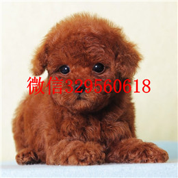  青岛哪里能买到纯种茶杯犬茶杯犬价格茶杯泰