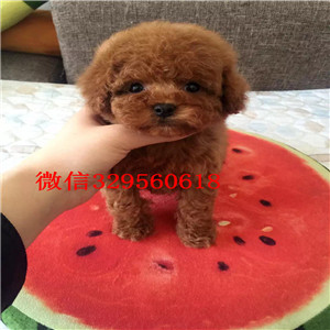  东营茶杯犬专业繁殖犬舍茶杯泰迪多少钱一只