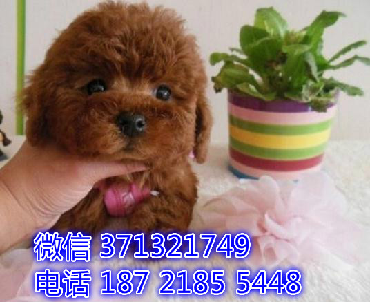 青岛犬舍出售泰迪犬狗狗纯种幼犬，小型犬泰迪宝