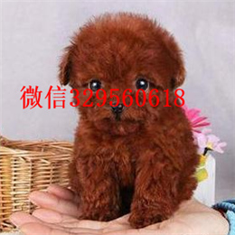  上海哪里能买到纯种茶杯犬纯种茶杯犬多少钱