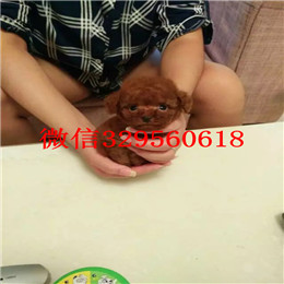  宁波哪里有卖茶杯犬茶杯犬价格茶杯犬好养活吗茶杯犬寿命