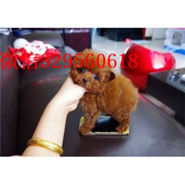  深圳哪里能买到纯种茶杯犬纯种茶杯犬多少钱