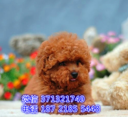 泰迪犬犬出售健康聪明活泼，天津犬舍 天津狗场