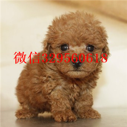  沈阳哪里能买到纯种茶杯犬袖珍茶杯犬出售茶