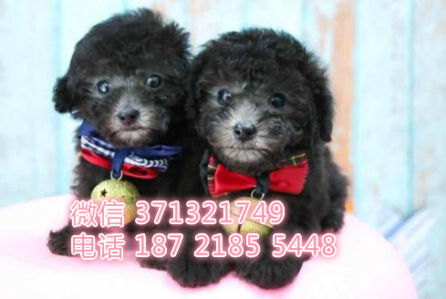 杭州泰迪犬出售纯种幼犬，杭州哪里有卖茶杯泰迪