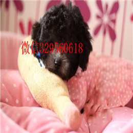  焦作哪里有卖茶杯犬纯种茶杯犬多少钱茶杯犬