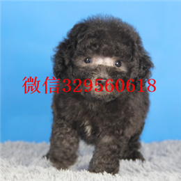  深圳哪里能买到纯种茶杯犬纯种茶杯犬多少钱犬舍出售茶杯犬茶杯吉娃娃好养吗