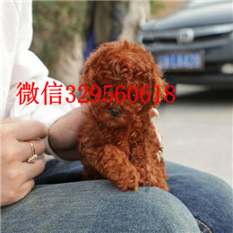  泰安哪里有纯种茶杯出售纯种茶杯犬多少钱茶