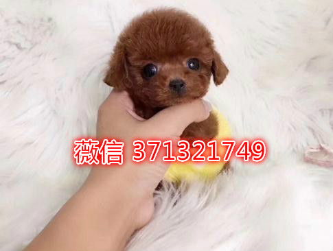 泰迪犬出售茶杯体，厦门犬舍出售泰迪宝宝 品相好宠物店