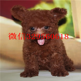  鞍山哪里卖茶杯犬多少钱茶杯犬能长多大茶杯