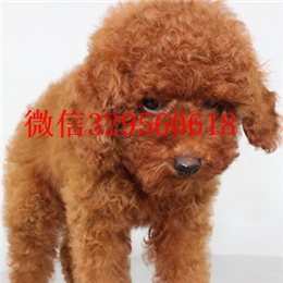  南昌哪里能买到纯种茶杯犬纯种茶杯犬多少钱