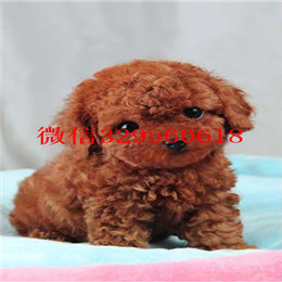  漯河哪里卖茶杯犬多少钱袖珍茶杯犬出售茶杯犬灰泰迪茶杯犬寿命