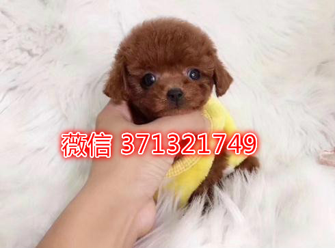 泰迪犬出售纯种幼犬，长不大茶杯泰迪狗狗，精品宠