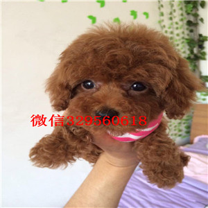  西安哪里卖茶杯犬多少钱茶杯犬能长多大茶杯