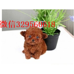  南宁哪里有纯种茶杯出售茶杯犬能长多大茶杯