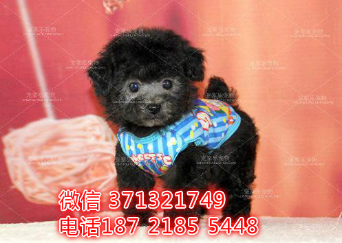 深圳犬舍出售泰迪犬狗狗，纯种幼犬，长不大的灰色