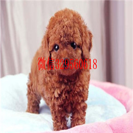  漯河哪里卖茶杯犬多少钱袖珍茶杯犬出售茶杯犬灰泰迪茶杯犬寿命