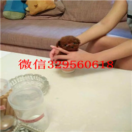  东营哪里有纯种茶杯出售纯种茶杯犬多少钱犬