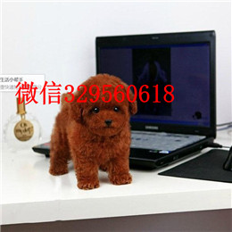  呼和浩特哪里有纯种茶杯出售茶杯犬能长多大