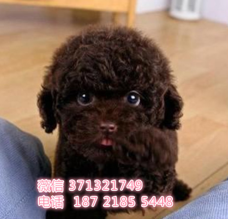 茶杯泰迪犬出售幼犬 苏州泰迪犬 苏州犬舍 苏