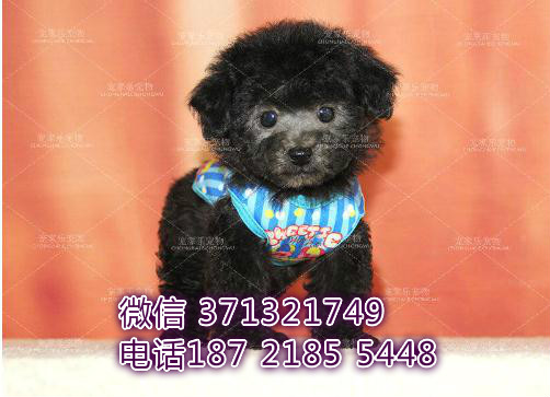 深圳犬舍出售泰迪犬狗狗，纯种幼犬，长不大的灰色泰迪狗狗