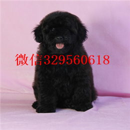  驻马店哪里能买到纯种茶杯犬纯种茶杯犬价格