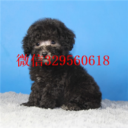  深圳哪里能买到纯种茶杯犬纯种茶杯犬多少钱犬舍出售茶杯犬茶杯吉娃娃好养吗