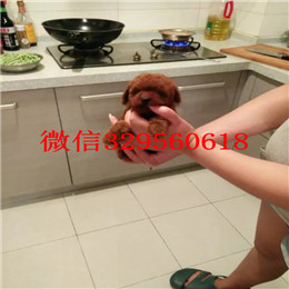  宁波哪里有卖茶杯犬茶杯犬价格茶杯犬好养活吗茶杯犬寿命