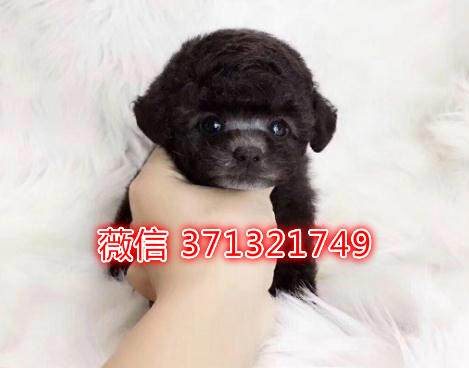 泰迪犬出售茶杯体，厦门犬舍出售泰迪宝宝 品相好宠物店