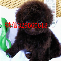  上海哪里能买到纯种茶杯犬纯种茶杯犬多少钱茶杯泰迪多少钱一只茶杯犬寿命