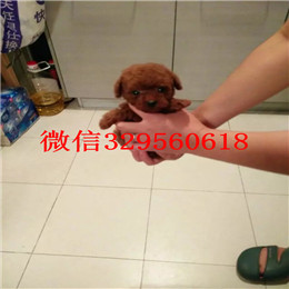  宁波哪里有卖茶杯犬茶杯犬价格茶杯犬好养活吗茶杯犬寿命