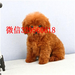  无锡哪里有卖茶杯犬茶杯犬能长多大犬舍出售