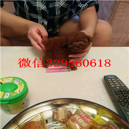  宁波哪里有卖茶杯犬茶杯犬价格茶杯犬好养活