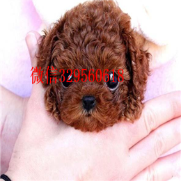  上海哪里能买到纯种茶杯犬纯种茶杯犬多少钱茶杯泰迪多少钱一只茶杯犬寿命