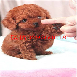  漯河哪里卖茶杯犬多少钱袖珍茶杯犬出售茶杯犬灰泰迪茶杯犬寿命